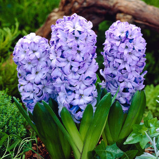 Jacinthe - Delft Blue - Hyacinthus - Teinte bleue profonde et classique - 3 bulbes