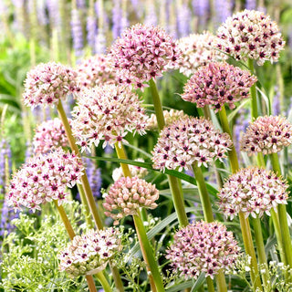 Ail d'ornement - Silver Spring - Allium - Couleur claire et originale