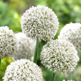 Ail d'ornement - white cloud - Allium - Ornement fiable pour massifs - 5 bulbes