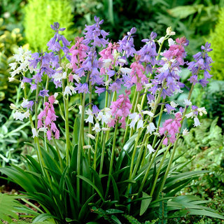 Scille - Mélange de couleurs - Scilla - Tapis colorés, annoncent le printemps - 10 bulbes