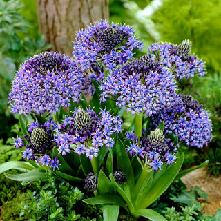 Scille du Pérou - Scilla - Charme exceptionnel, idéale pour les massifs