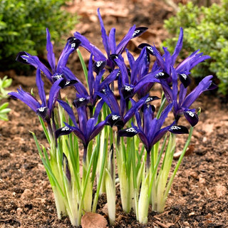 Iris - Blue Note - Note raffinée et élégante - 10 bulbes