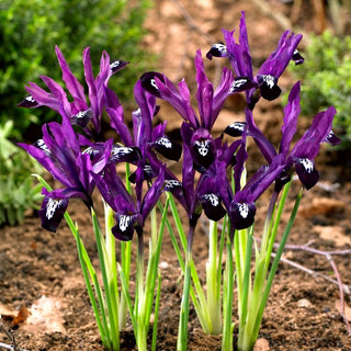 Iris - Pauline - Variété spectaculaire précoce - 10 bulbes