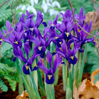 Iris - Pixie - Teinte violette magique - 10 bulbes