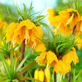 Fritillaire impériale - Striped Beauty - Fritillaria - Apporte une note d’élégance et d’exotisme