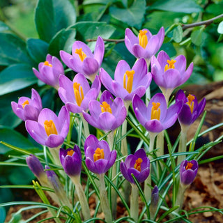 Crocus - Barr's Purple - Crée des tapis colorés dans le jardin - 10 bulbes