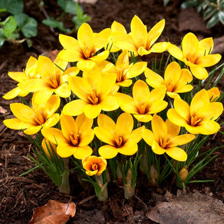 Crocus korolkowii - Longue floraison, éclatant - 10 bulbes