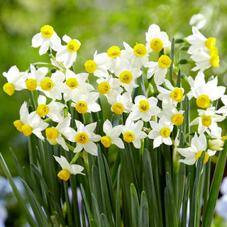 Narcisse - Canaliculatus - Narcissus - Touffes compactes et charmantes - 5 bulbes
