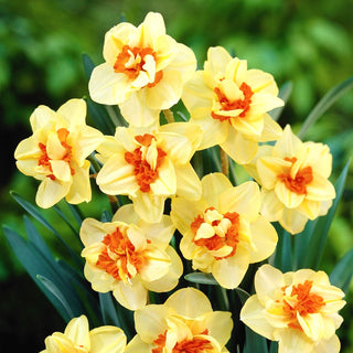 Narcisse - Double Fashion - Narcissus - Parfum éclatant de jardin printanier - 5 bulbes