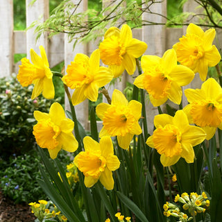 Narcisse - Gigantic Star - Narcissus - Grandes fleurs, effet sensationnel au jardin - 5 bulbes
