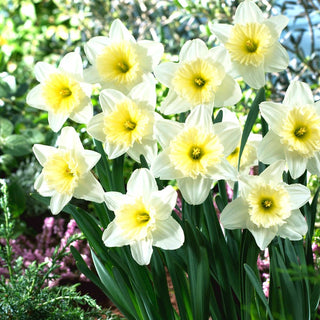 Narcisse - Ice Follies - Narcissus - Idéal pour massifs et jardinières - 5 bulbes