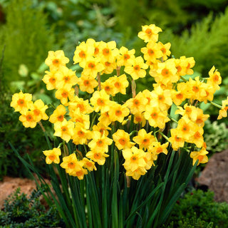Narcisse - Martinette - Narcissus - Jaune intense, orange - 5 bulbes