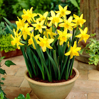 Narcisse - February Gold - Narcissus - Jaune intense, floraison précoce de début de printemps - 5 bulbes
