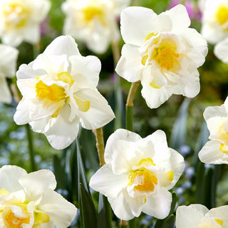 Narcisse - White Lion - Narcissus - Succès printanier blanc et jaune pour massifs - 5 bulbes