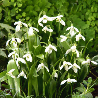 Perc-neige de Voronov - Galanthus - Tapis blancs étendus dès mars - 5 bulbes