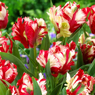 Tulipe - Estella Rijnveld - Tulipa - Rare et fantasque - 5 bulbes