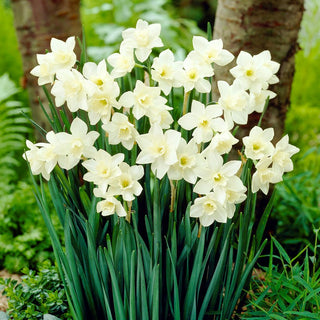 Narcisse - Pueblo - Narcissus - Explosion de fraîcheur blanc et jaune - 5 bulbes