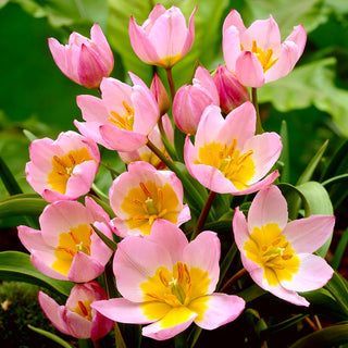 Tulipe - Lilac Wonder - Tulipa - Fleurs étoilées, élégance légère - 5 bulbes