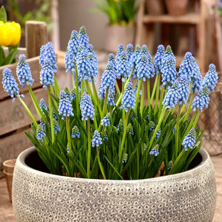 Muscari - Atlantic - Bleu intense des massifs printaniers - 10 bulbes