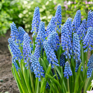 Muscari - Big Smile - Fleurit en avril, séduit par sa couleur - 10 bulbes