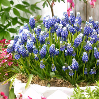Muscari - Touch of Snow - Printemps en version élégante - 10 bulbes