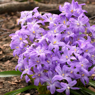 Chionodoxa - Violet Beauty - Touffe printanière subtile violette - 10 bulbes