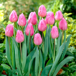 Tulipe - Aafke - Tulipa - Séduit par son apparence et sa longévité - 5 bulbes