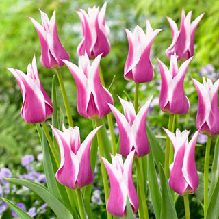 Tulipe - Ballade - Tulipa - Floraison tardive, saison prolongée - 5 bulbes
