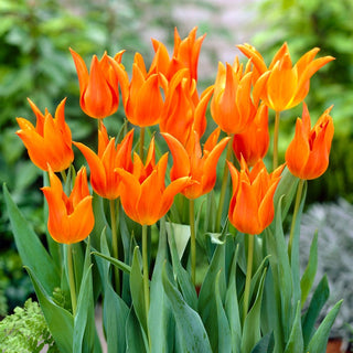 Tulipe - Ballerina - Tulipa - Orange avec une touche framboise - 5 bulbes