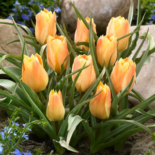 Tulipe - Batalinii Bright Gem - Tulipa - Couleur chaude sur vert contrasté - 5 bulbes