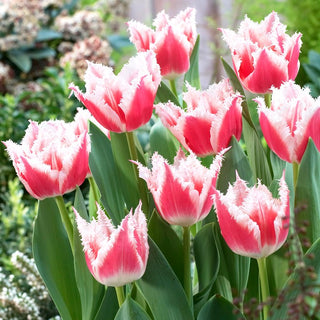 Tulipe - Bell Song - Tulipa - Ambiance nostalgique au jardin - 5 bulbes