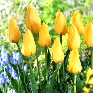 Tulipe - Big Smile - Tulipa - Couleur joyeuse, effet printanier - 5 bulbes