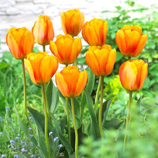 Tulipe - Blushing Apeldoorn - Tulipa - Charme naturel dans une forme classique - 5 bulbes