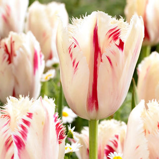 Tulipe - Carrousel - Tulipa - Luxe subtil au jardin - 5 bulbes