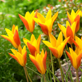 Tulipe - Chrysantha Tubergen's Gem - Tulipa - Étoiles printanières au jardin - 5 bulbes