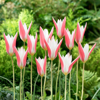 Tulipe - Clusiana Lady Jane - Tulipa - Variété naine au grand charme - 5 bulbes