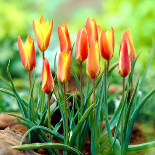 Tulipe - Clusiana Sheila - Tulipa - Beauté élancée pour les massifs de printemps - 5 bulbes