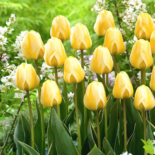 Tulipe - Cream Cocktail - Tulipa - Durabilité et charme décoratif - 5 bulbes