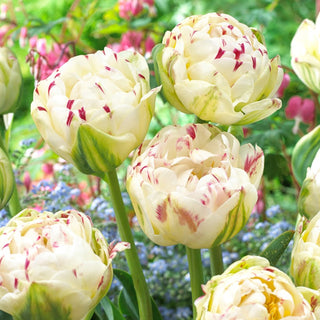 Tulipe - Danceline - Tulipa - Attire le regard et l’attention - 5 bulbes