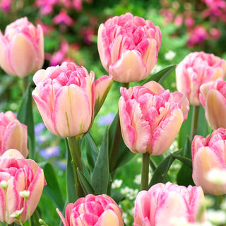 Tulipe - Foxtrot - Tulipa - Tapis dense de fleurs en mai - 5 bulbes