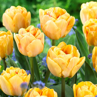 Tulipe - Foxy Foxtrot - Tulipa - Idéal pour les petits jardins - 5 bulbes