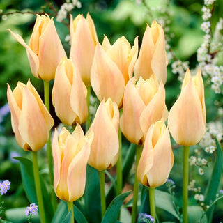Tulipe - Für Elise - Tulipa - Pétales pastel idéals pour bordures - 5 bulbes