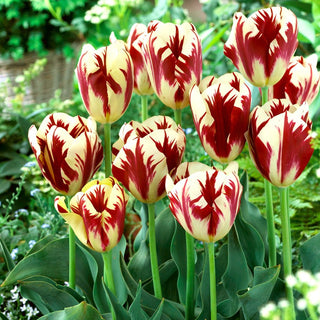 Tulipe - Grand Perfection - Tulipa - Pétales élancés, stries marquées - 5 bulbes