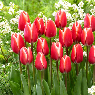 Tulipe - Kelly - Tulipa - Exceptionnellement décoratif et expressif - 5 bulbes