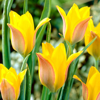 Tulipe - Kolpakowskiana - Tulipa - Élégance jaune intense au jardin - 5 bulbes