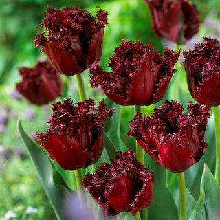 Tulipe - Labrador - Tulipa - Tiges hautes, fleurs élégantes - 5 bulbes
