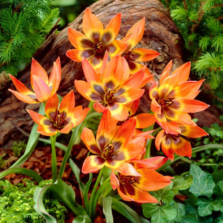 Tulipe - Little Princess - Tulipa - Fleurs éclatantes, fraîcheur printanière - 5 bulbes
