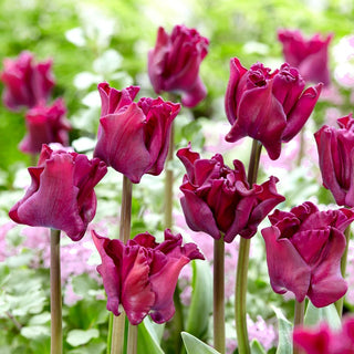 Tulipe - Negrita Crown - Tulipa - Pétales ondulés, style exceptionnel - 5 bulbes