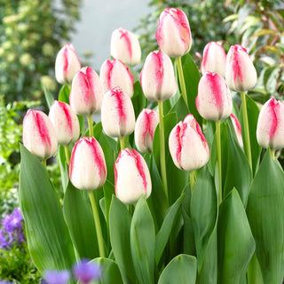 Tulipe - Playgirl - Tulipa - Silhouette fine et élégante - 5 bulbes