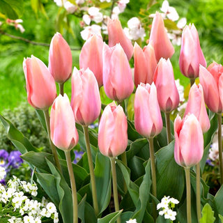 Tulipe - Poco Loco - Tulipa - Fleur fascinante idéale pour la coupe - 5 bulbes
